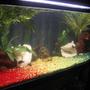 110 gallons freshwater fish tank (mostly fish and non-living decorations) - Rastaman Tank!
