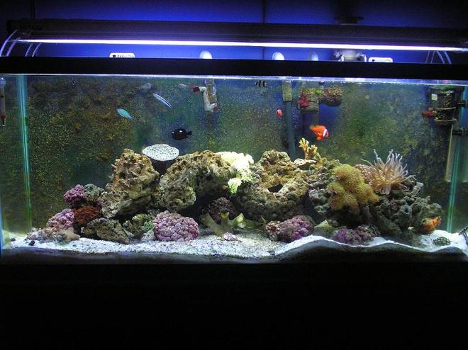 55 gallons reef tank (mostly live coral and fish) - Old Saltwater Tank