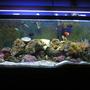 55 gallons reef tank (mostly live coral and fish) - Old Saltwater Tank