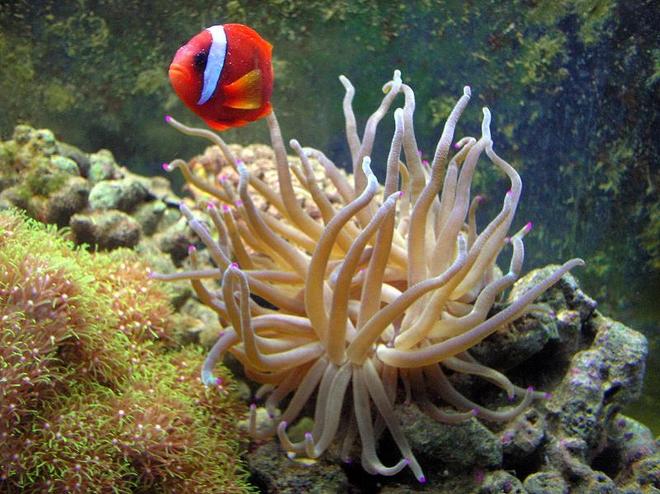 saltwater fish - amphiprion frenatus - tomato clownfish stocking in 55 gallons tank - Tomato Clown