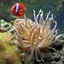 saltwater fish - amphiprion frenatus - tomato clownfish stocking in 55 gallons tank - Tomato Clown