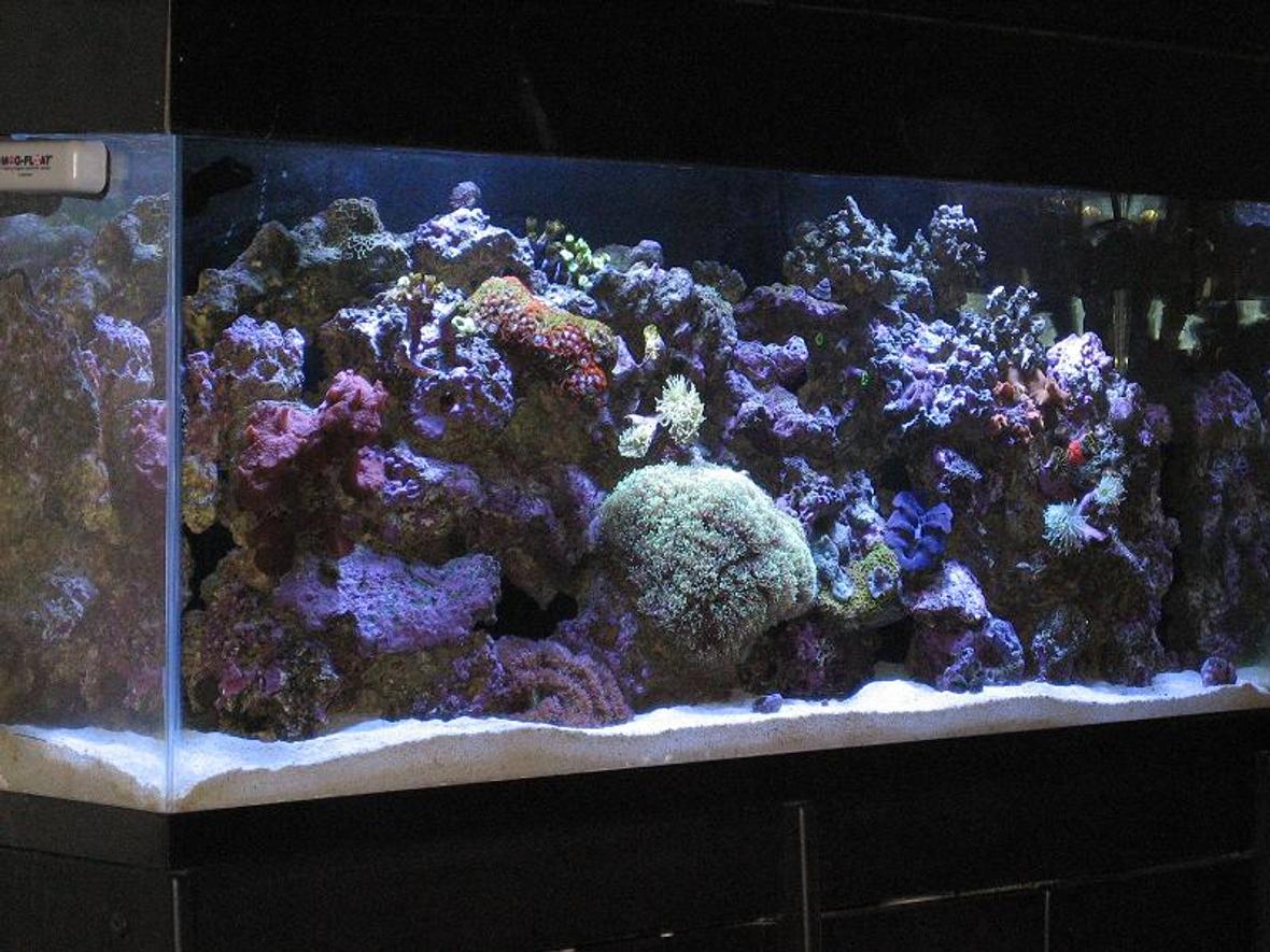 55 gallons reef tank (mostly live coral and fish) - my reef