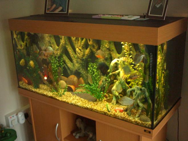 66 gallons freshwater fish tank (mostly fish and non-living decorations) - my fave tank.
