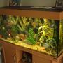 66 gallons freshwater fish tank (mostly fish and non-living decorations) - my fave tank.