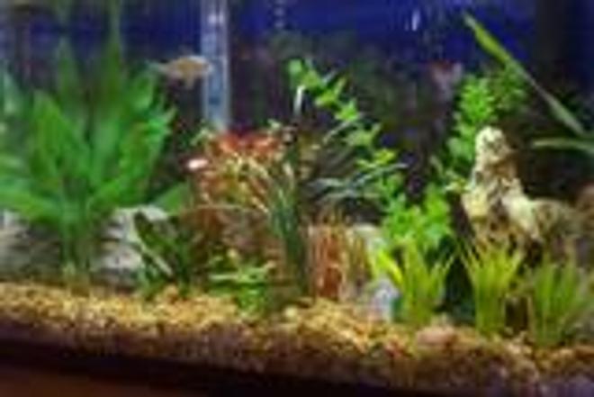 20 gallons freshwater fish tank (mostly fish and non-living decorations) - This is my 20gall tank with 30 power filter, heater, and 15 flourecent light. It houses 3 albino cory (soon to be 3 more panda cories), 1 otto, 2 bolivian rams, and 6 neon tetra, semi planted, with pea gravel, red ludgwiga, mondo grass, java moss, and java fern.
