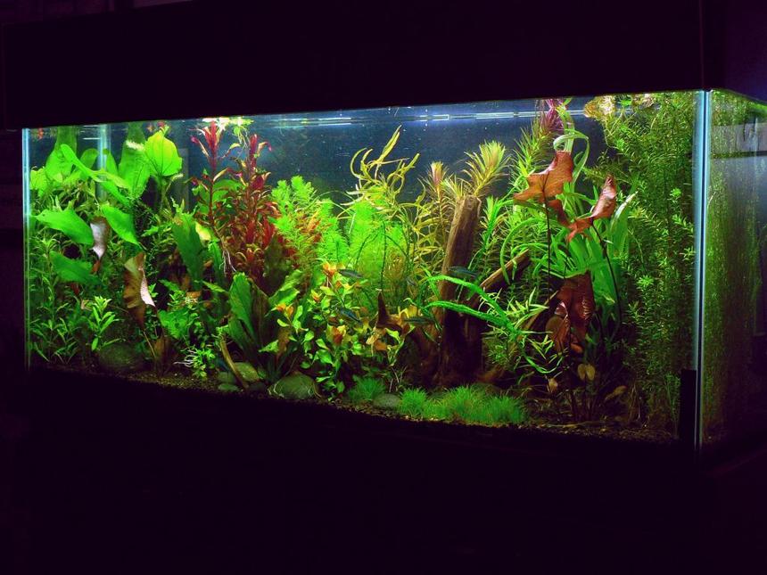 Rated #14: 55 Gallons Planted Tank - standard 55 gallon - 48"x12"x22".  EcoComplete substrate, 2x96 watt PC lighting, 2x1 liter DIY yeast CO2 with active diffuser.  AquaClear 70 filter with foam and Biomax.  Adding trace, N, P, K and Excel every other day.