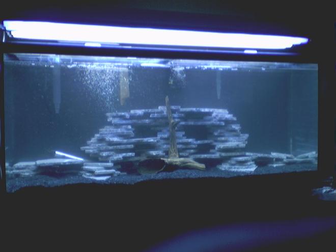 55 gallons freshwater fish tank (mostly fish and non-living decorations) - Our soon to be chiclid tank!!