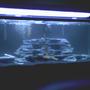 55 gallons freshwater fish tank (mostly fish and non-living decorations) - Our soon to be chiclid tank!!
