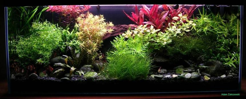 Rated #10: 36 Gallons Planted Tank - Colourfull water garden