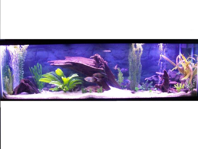 125 gallons freshwater fish tank (mostly fish and non-living decorations) - my 125 gallon tank