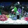 55 gallons freshwater fish tank (mostly fish and non-living decorations) - its super cool