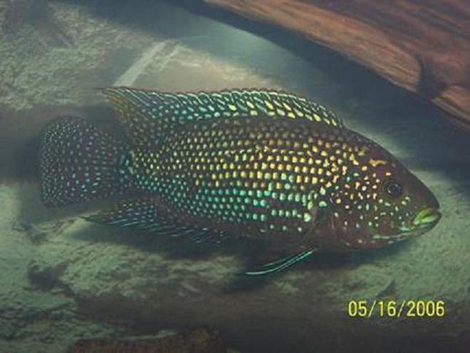 freshwater fish - nandopsis octofasciatum - jack dempsey stocking in 125 gallons tank - jack dempsey