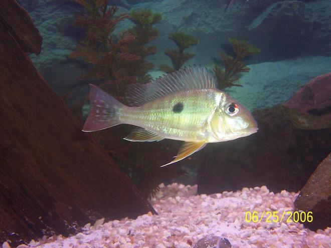 freshwater fish - geophagus dicrozoster - monster fish stocking in 125 gallons tank - my geophagus