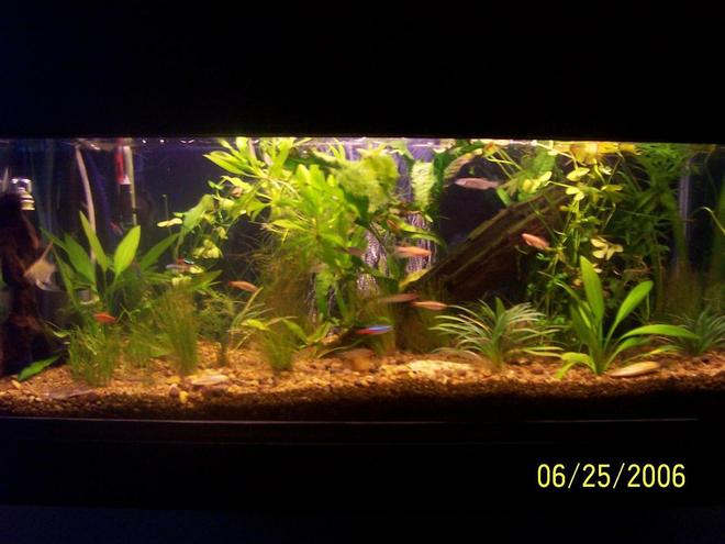 125 gallons planted tank (mostly live plants and fish) - my 20 gallon tank custom wall mounted with flounder, clams,5 neon tetra,2 tiger barb, 2 zebra danios,2 white clouds,2 angle fish, 3 rummy nose tetra, 2 pink longfin zebra danios, panda cory cat,2 sucker fish