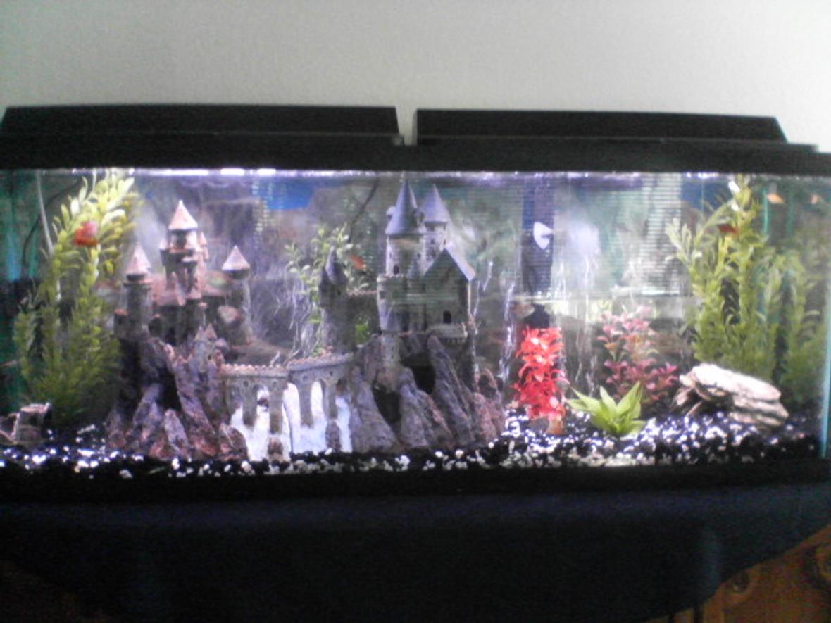 55 gallons freshwater fish tank (mostly fish and non-living decorations) - my tank