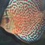 freshwater fish - symphysodon spp. - snakeskin discus stocking in 55 gallons tank - My Lepard Skin Discus