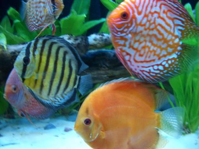 freshwater fish - symphysodon aequifasciata sp. - discus stocking in 55 gallons tank - Assorted Discus