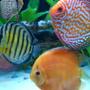 freshwater fish - symphysodon aequifasciata sp. - discus stocking in 55 gallons tank - Assorted Discus