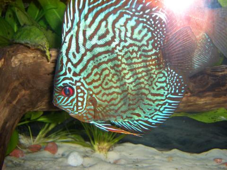 freshwater fish - symphysodon spp. - red turquoise discus stocking in 55 gallons tank - Turquise Discus