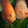freshwater fish - symphysodon spp. - snakeskin discus stocking in 55 gallons tank - Discus Pictures