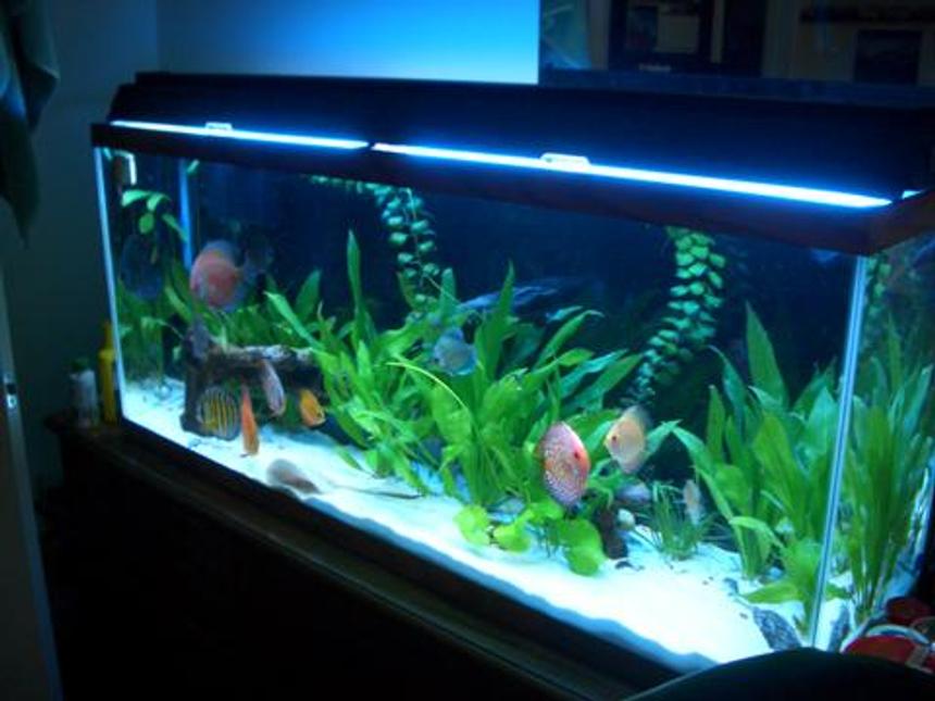 Rated #1363: 55 Gallons Planted Tank - Discus / Stingray Tank