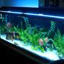 55 gallons planted tank (mostly live plants and fish) - Discus / Stingray Tank