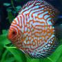 freshwater fish - symphysodon spp. - snakeskin discus stocking in 55 gallons tank - Discus Pictures