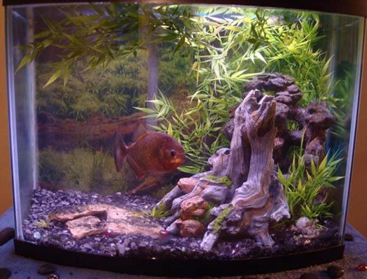 30 gallons freshwater fish tank (mostly fish and non-living decorations) - Piranha tank.