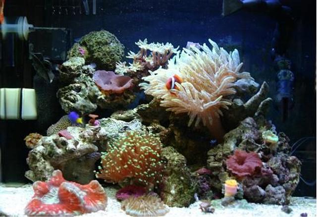 corals inverts - entacmaea quadricolor - bulb anemone stocking in 60 gallons tank - Aquapod 12 Gallon,                                 2 x 32w PC Lighting Upgrade (5.3w/gal),
2 x Silenx 60mm x 25mm Fans,
Aquaeuro USA Nano Skimmer,
MJ 900 Powerhead,
Return Pump MJ 1200,

Fish/Inverts:
1 Hybrid Tomato Clown,
1 Damsel,
1 Purple Fire Fish,
1 Red Orange Sea Star,
1 Skunk Cleaner Shrimp,
1 Peppermint Shrimp,
2 Margarita Snails,
3 Turbo Snails,
5 Hermit Crabs,

Coral/ Anenome:
1 Speckled Green Bubble Tip Anenome,
1 Two Headed Green Tip Frogspawn,
1 Rainbow Open Brain Coral,
1 Plate Coral,
1 Dendrphyllia,
1 Neon Green Candy Cane Coral,
1 Neon Green Clove Polyp Colony,
1 Inside Out Zoanthid Colony,
1 Sean's Pinky Zoanthid Colony,
1 Eagle EyeZoanthid Colony,
1 Blue Magician Zoanthid Colony,
Assorted Mushrooms