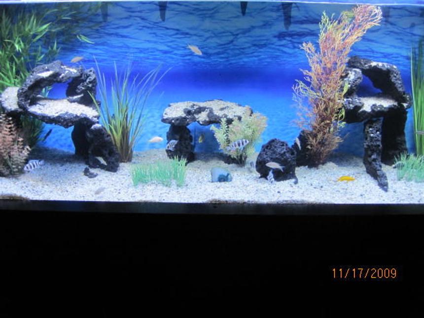 Rated #60: 100 Gallons Freshwater Fish Tank - 100 Gal Tanganyikan. Species only tank. I take a lot of pride in my tank and i hope that it shows. Let me know what you guys think !
