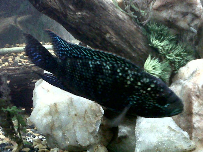 Rated #852: Freshwater Fish - Nandopsis Octofasciatum - Jack Dempsey Stocking In 75 Gallons Tank - Male Jack Dempsey