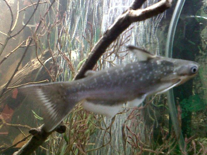 freshwater fish - sorubimichthys planiceps - firewood catfish stocking in 75 gallons tank