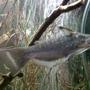 freshwater fish - sorubimichthys planiceps - firewood catfish stocking in 75 gallons tank