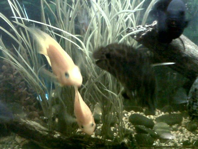 freshwater fish - heros severus x amphilophus citrinellum - blood parrot stocking in 75 gallons tank - 2 Blood Parrots (left), 1 Spotted Leaf Fish (middle), and 1 Oscar (right)