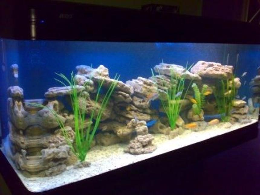 Rated #28: 500 Gallons Freshwater Fish Tank - 500 Litres (1.5 x 0.65 x 0.65 m) African specias only