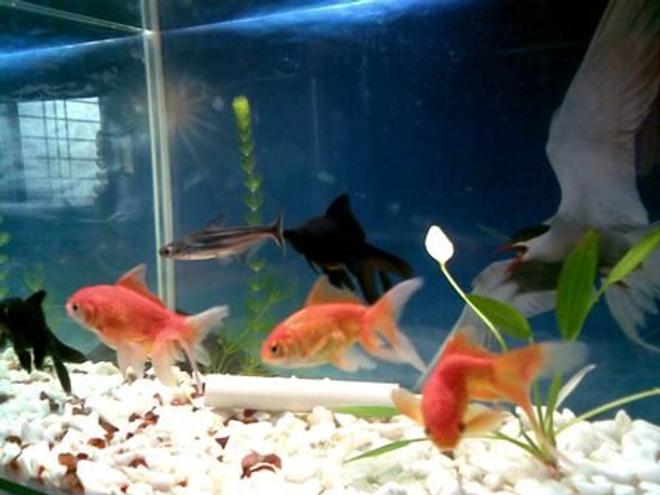 freshwater fish - carassius auratus - black moor goldfish stocking in 20 gallons tank - black moor goldfish
