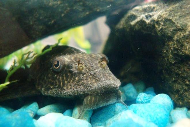 freshwater fish - glyptoperichthys gibbiceps - sailfin pleco (l-83) stocking in 47 gallons tank - My Pleco (Big Sucky)