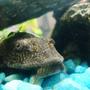 freshwater fish - glyptoperichthys gibbiceps - sailfin pleco (l-83) stocking in 47 gallons tank - My Pleco (Big Sucky)