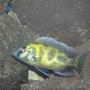 freshwater fish - nimbochromis venustus - venustus cichlid stocking in 110 gallons tank - Nimbochromis venustus