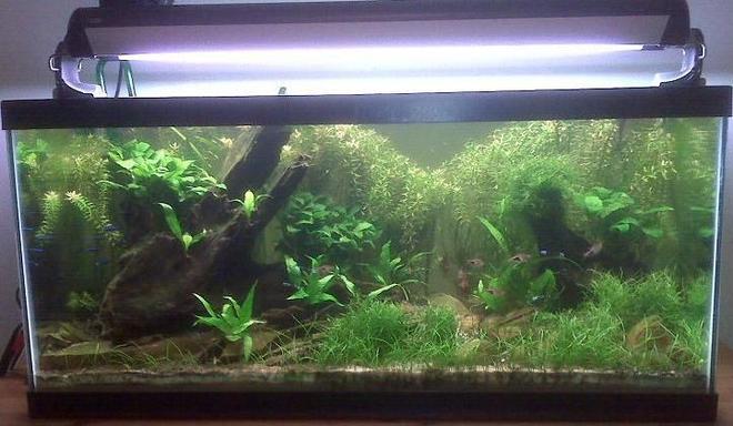 40 gallons planted tank (mostly live plants and fish) - Latest pic -- 11 22 09