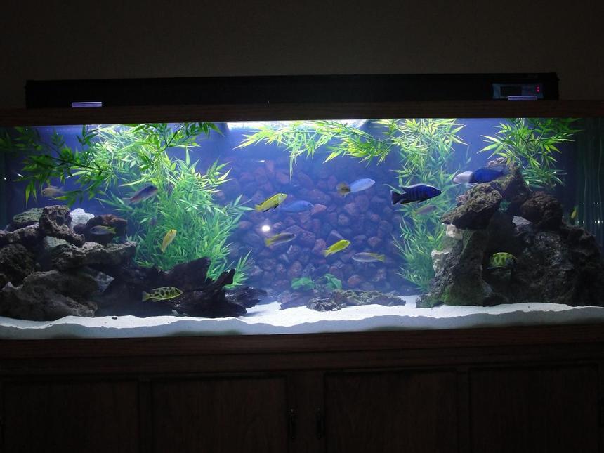 Rated #1: 110 Gallons Freshwater Fish Tank - Mixed Malawi w/new background in progress