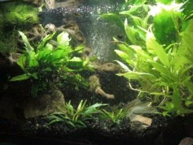 10 gallons planted tank (mostly live plants and fish) - Fish Rock!