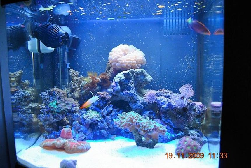 Rated #109: 14 Gallons Reef Tank - 14 gallon biocube update
