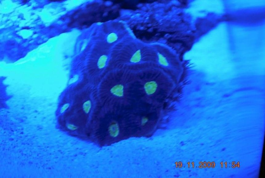 Rated #75: Corals Inverts - Favites Sp. - Brain Coral, Favites Stocking In 14 Gallons Tank - favia