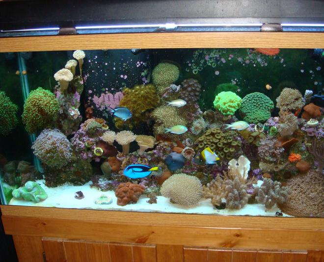 90 gallons reef tank (mostly live coral and fish) - full view