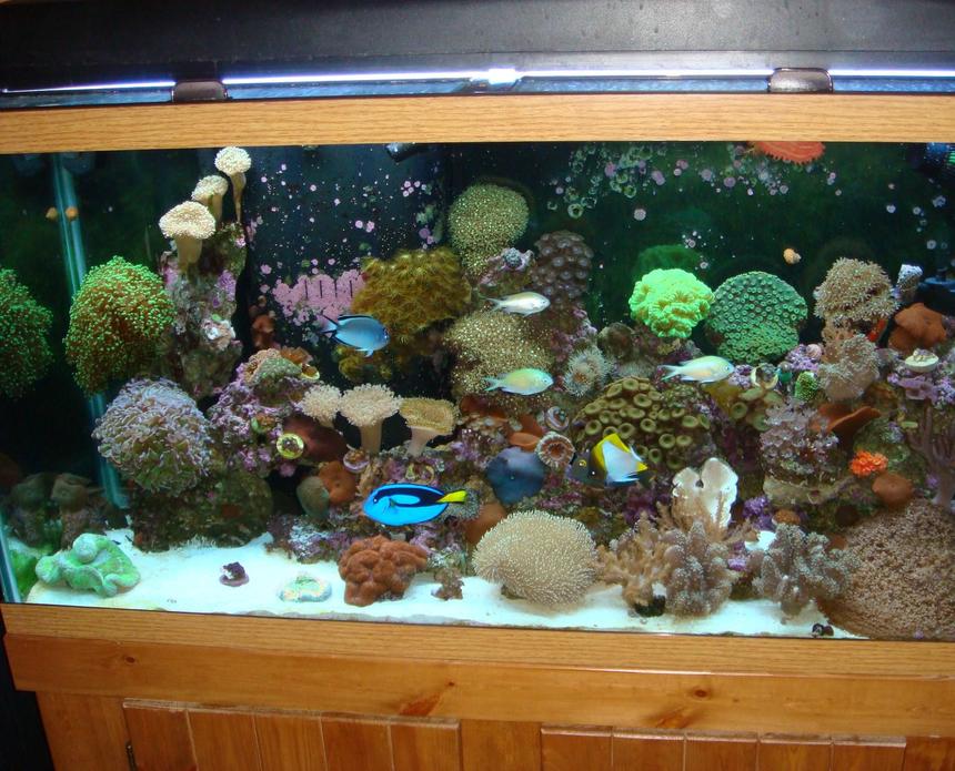 Rated #31: 90 Gallons Reef Tank - full view