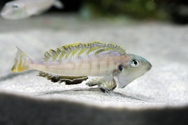 freshwater fish - xenotilapia sp. - tanganicodus irsacae moba stocking in 220 gallons tank - Enantiopus namansi male
