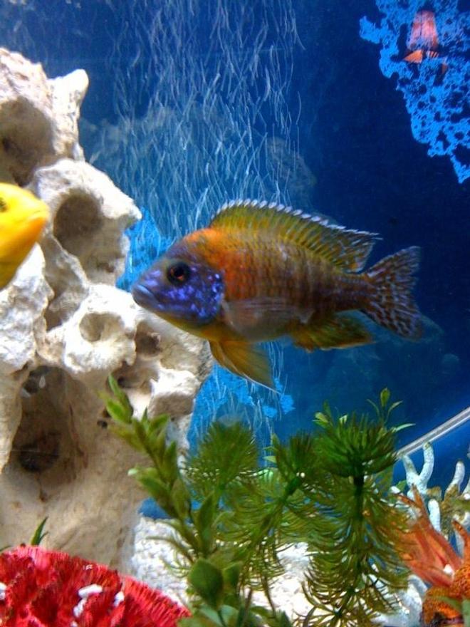 freshwater fish - aulonocara rubescens - ruby red peacock stocking in 72 gallons tank - ANOTHER CICHLID OF MINE