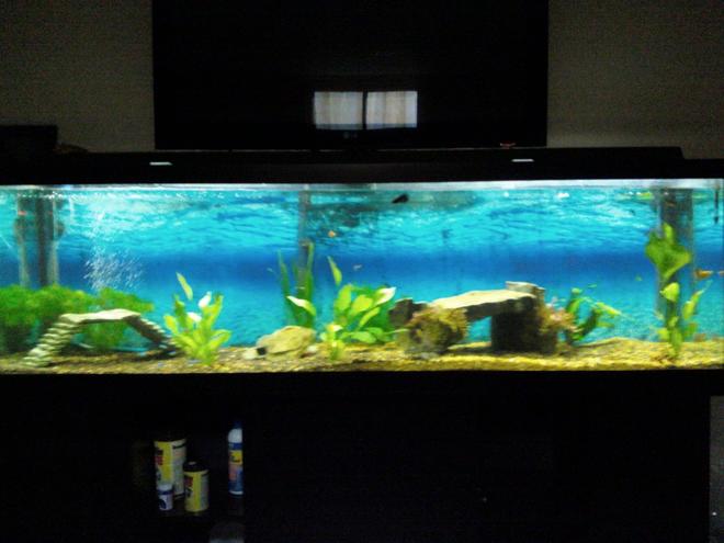 125 gallons planted tank (mostly live plants and fish) - NOT CURRENT TANK

My more or less first freshwater fish tank! 125 gallon. Now converted too saltwater!! Info on saltwater tank below!