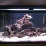 fish tank picture - only two pieces of lace rock the starting stages just moved the rocks a little bit